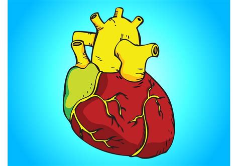 Human Heart Vector Download Free Vector Art Stock Graphics And Images