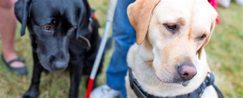 Der Blindenhund Partner Im Alltag Und Straßenverkehr Ergoimpulse
