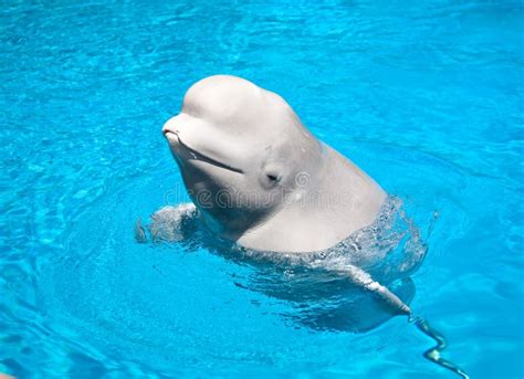 Friendly Beluga Whale Royalty Free Stock Photo Image 15164145