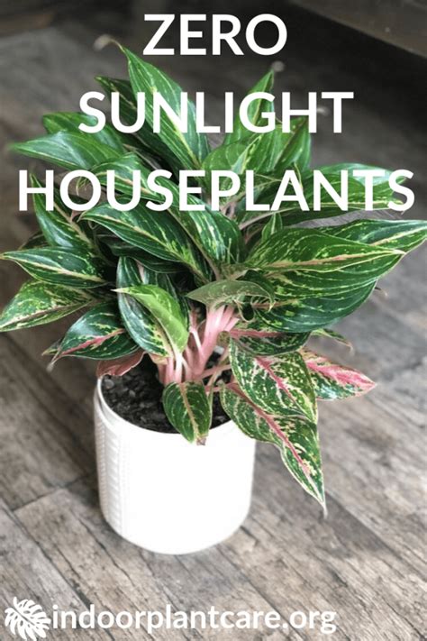 Zero Sunlight Houseplants Almost For Any Room Indoor Plant Care