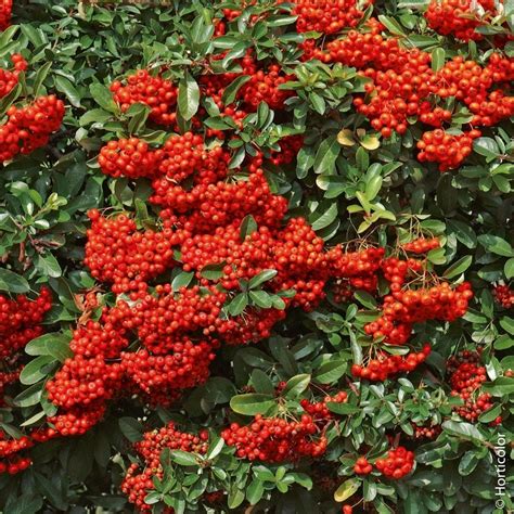 La parola più votata ha 5 lettere e inizia con r. Vendita Arbusto per siepi : Piracanta Saphyr ® Rossa. Arbusto a fiori bianchi a ma… | Piantare ...