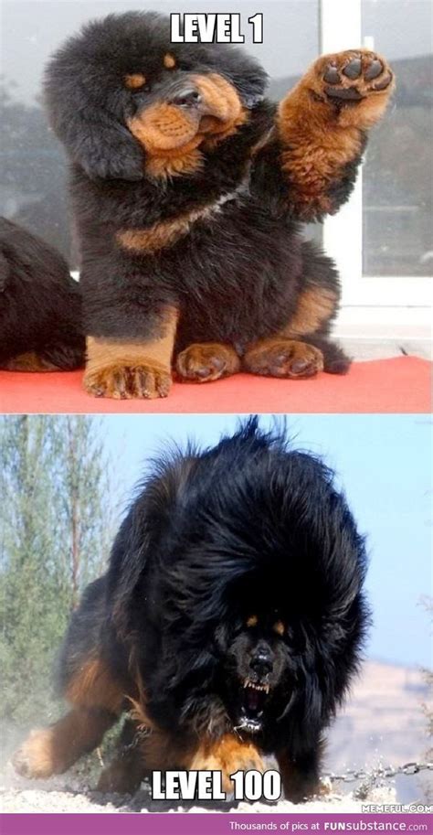 Majestic Tibetan Mastiff Cuteee Funny Animal Pictures