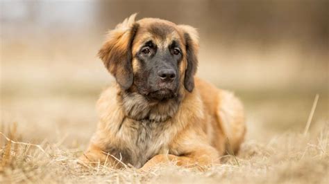 Some Facts About Leonberger Dog And Puppies Leonberger