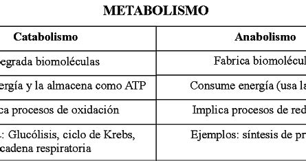 Cuadro Comparativo Anabolismo Y Catabolismo Pdf Metabolismo Pdmrea