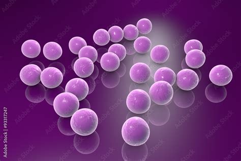 Spherical Bacteria Gram Positive Cocci Streptococcus Pyogenes Stock