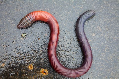 Lombriz Gigante Giant Earthworm Ecuador Morona Santiago Flickr