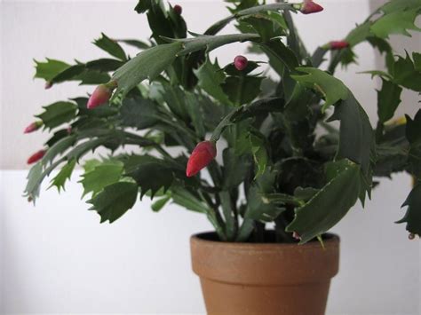 18 Of The Most Colorful House Plants That Are Hard To Kill Christmas