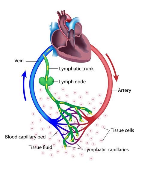 Lymphatic System Definition Function Diagram And Simple Explanation