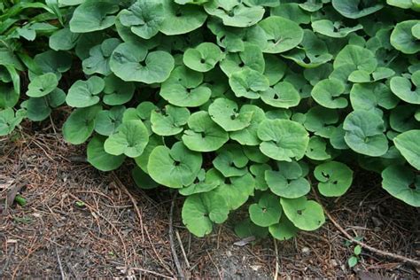 How To Grow Wild Ginger A Native Plant As A Groundcover Dengarden