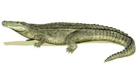 Fala galera aqui é o pirex, e hoje vamos caçar o purussaurus brasiliensis, um jacaré de proporções gigantescas. Late Miocene Caiman Had Strongest Jaws in History