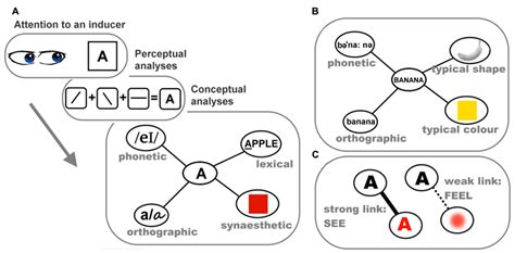 frontiers the role of conceptual knowledge in understanding synaesthesia evaluating