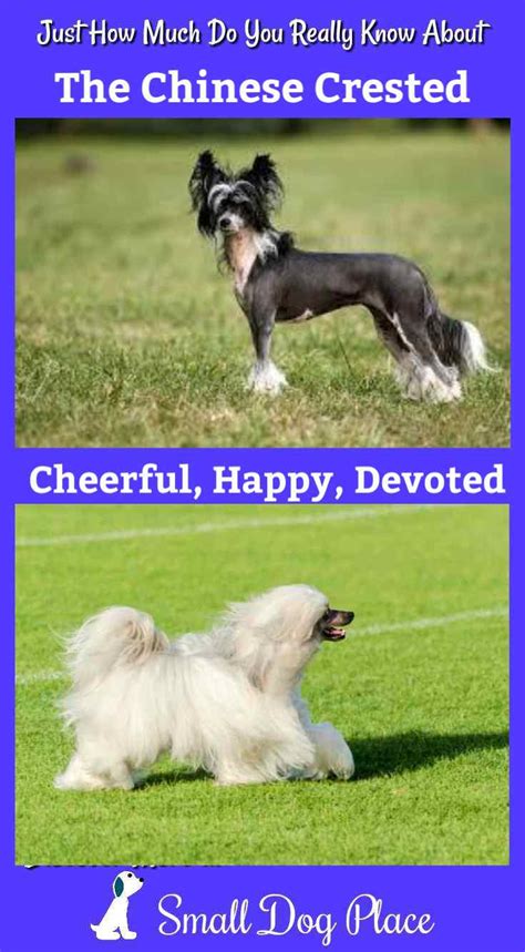 Chinese Crested Dog Breed Information And Pictures