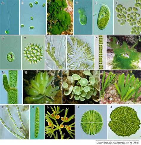 Article 188 Botanymycology Part 11 The Geometry Of Moss Algae