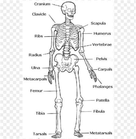 Skeletal System Easy Human Skeleton Labeled Png Image With