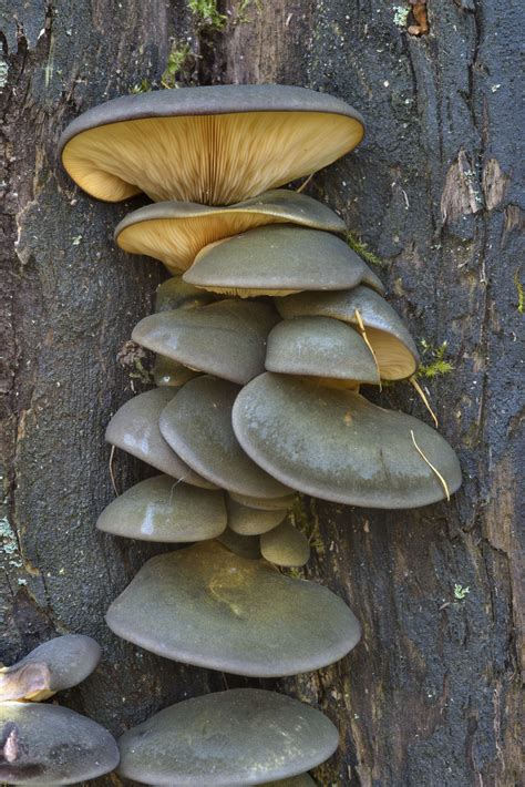 Late Fall Oyster Panellus Serotinus Mushrooms Of Russia