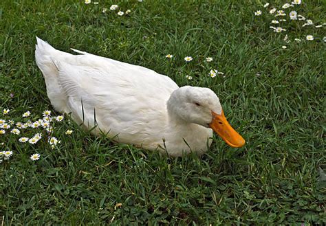 Sexing is often difficult until maturity. Best American Pekin Duck Stock Photos, Pictures & Royalty ...