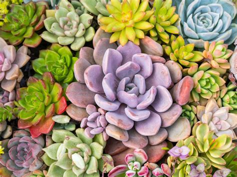 Succulents Outdoor And Gardening Plants