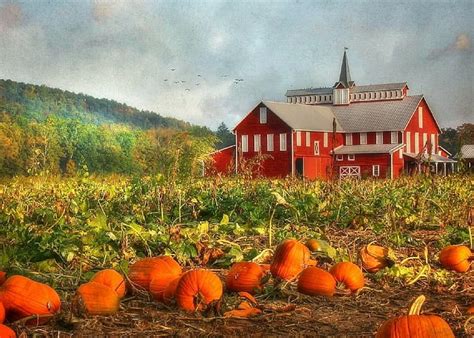 Pumpkin Field Wallpaper