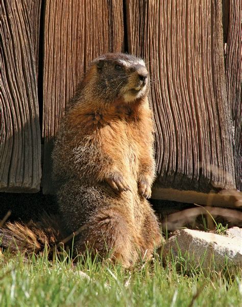 Marmot Suqianhayka