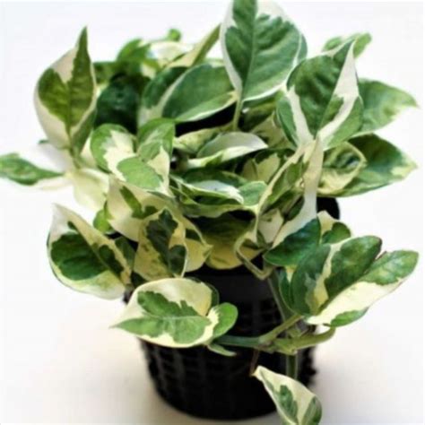 Real Plant Pokok Njoy Hidup Variegated Epipremnum Aureum Njoy Golden