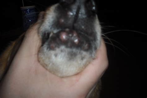 Dog Lower Lip Sores