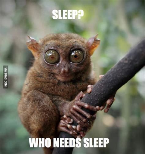 Who Needs It Sleep Funny Sleep Quotes Funny Sleep Deprivation Humor