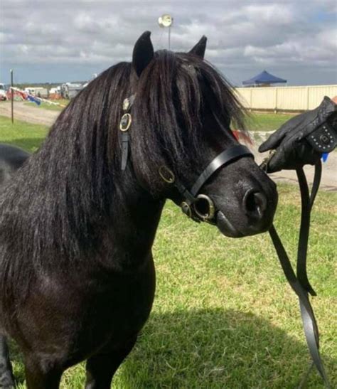 Australian Miniature Pony Stallion Horses And Ponies Gumtree