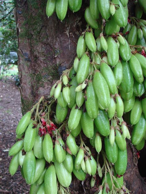 Polynesian Produce Stand ~bilimbi~ Averrhoa Bilimbi ~cucumber Fruit