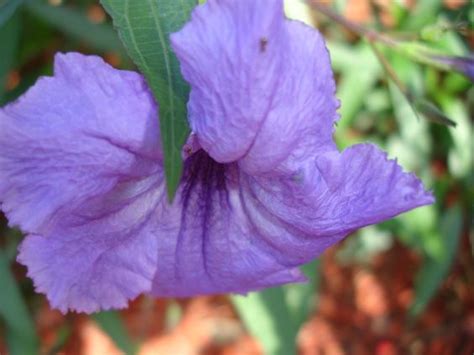 Sign up with the fastest growing medical marijuana newsletter today and get breaking news before anyone. 17 Best images about Florida Flowering Plants | Florida ...