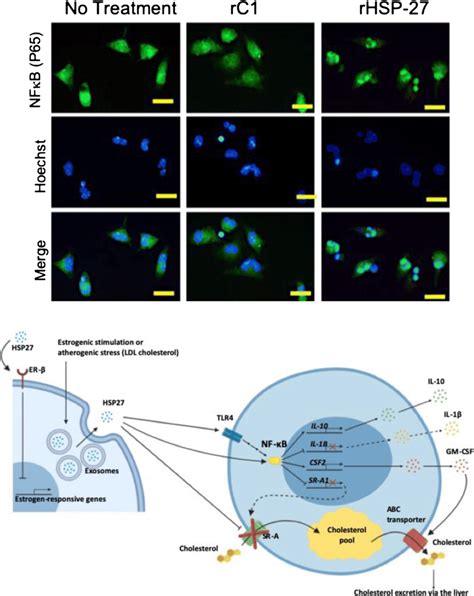 Top Panel Showing Peritoneal Macrophages Isolated From Apoe−− Mice And