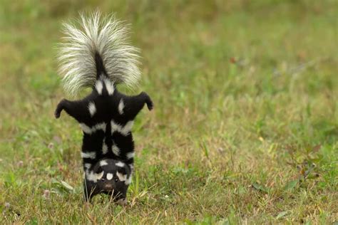 10 Ways To Stop Skunks From Digging Up Lawn