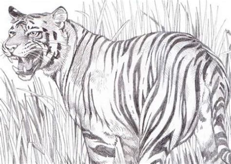 Come Disegnare Una Tigre A Matita