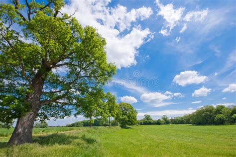 Tree Meadow And A Blue Sky Stock Image Image Of Clouds Nature 18868107
