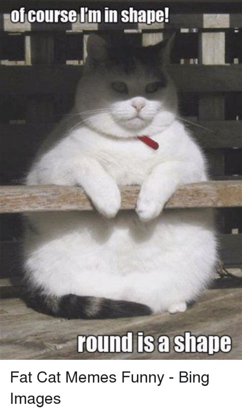 See, rate and share the best fat cat memes, gifs and funny pics. Round Is a Shape Fat Cat Memes Funny - Bing Images | Funny ...