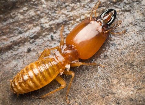 Read about their experiences and share your own! Pest Control - Medford, New Jersey - Alliance Pest ...