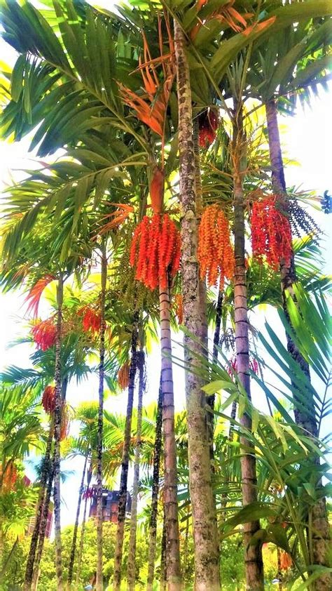 Orange Collar Palm Tree Areca Vestiaria From Indonesia Sunrise