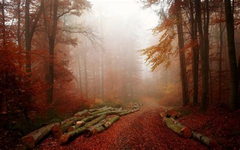 Forest Tree Landscape Nature Autumn Path Fog Road Wallpaper 2560x1600