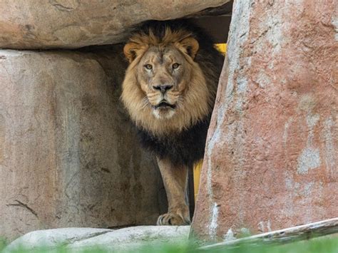 San Diego Zoo Safari Park Welcomes Bo The Lion San Diego Ca Patch