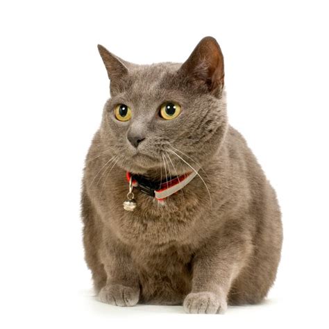 Premium Photo Chartreux Cat Portrait Isolated
