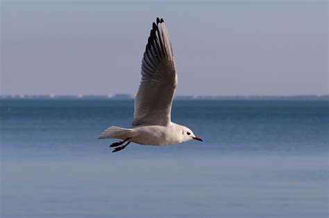 Ptak Mewa Latający Nad Błękitnym Morzem Z Rozłożonymi Skrzydłami