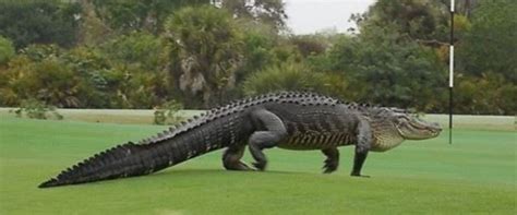 Golfer Films As Giant Gator Invades Florida Golf Course