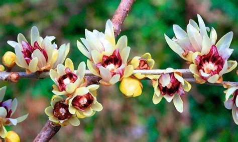 Chimonanthus Praecox Shrub 50 Seeds Fragrant Wintersweet Hardy