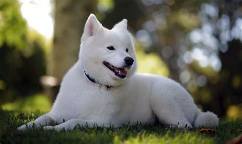 Samoyed Dog All Big Dog Breeds