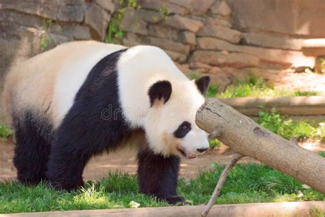 493 Panda Bear Standing Stock Photos Free And Royalty Free Stock Photos