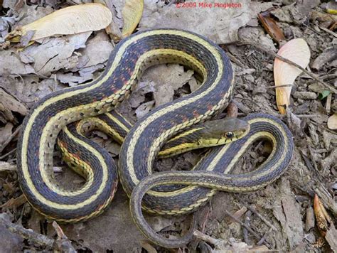 Common garter snake ˜e common garter snake is new york's most common snake species, frequently found in lawns, old ÿelds and woodland edges. Snakes: Eastern Garter Snake