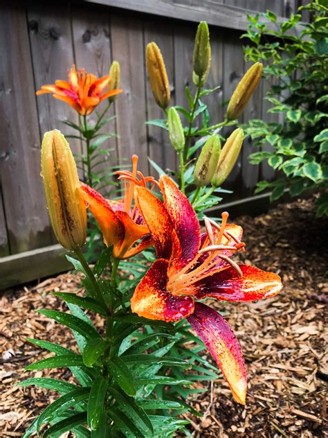 Asiatic Lily In Bloom Rgardening