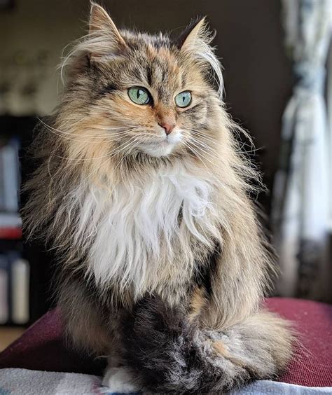 How Stunning Is This Long Hair Cat