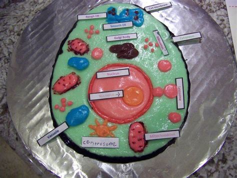 Animal cell project how to make. Make Edible Animal Cell Model | Edible animal cell, Animal ...