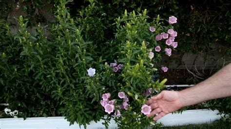 Grow Beautiful Campanula From Seed A Step By Step Guide Thearches