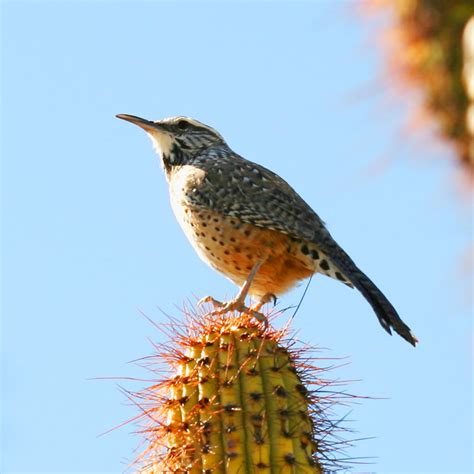 The cactus wren (campylorhynchus brunneicapillus) is a species of wren that is native to the southwestern united states southwards to central mexico. Cactus Wren | Desert Animals